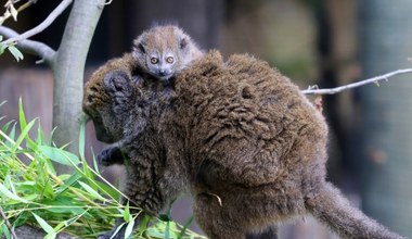 Mały lemur przyszedł na świat w opolskim zoo