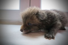 Mały lis trafił pod opiekę fundacji "Dzika Ostoja"