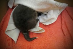 Mały lis trafił pod opiekę fundacji "Dzika Ostoja"