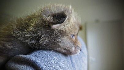 Mały lis trafił pod opiekę fundacji "Dzika Ostoja"