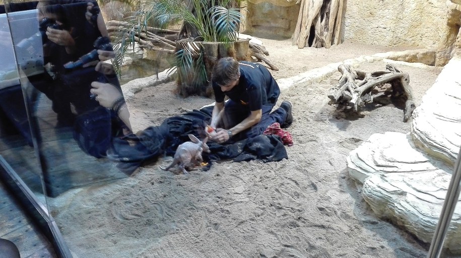 Mały mrównik afrykański /Bartłomiej Paulus /RMF FM