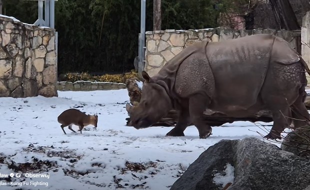 Mały mundżak kontra gigantyczny nosorożec. Nagranie z wrocławskiego zoo podbija sieć