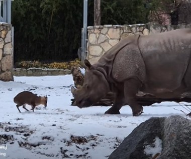 Mały mundżak kontra gigantyczny nosorożec. Nagranie z wrocławskiego zoo podbija sieć