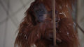 Mały orangutan w objęciach matki. Wzruszające