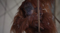 Mały orangutan w objęciach matki. Wzruszające