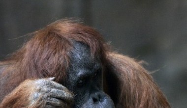 Mały orangutan