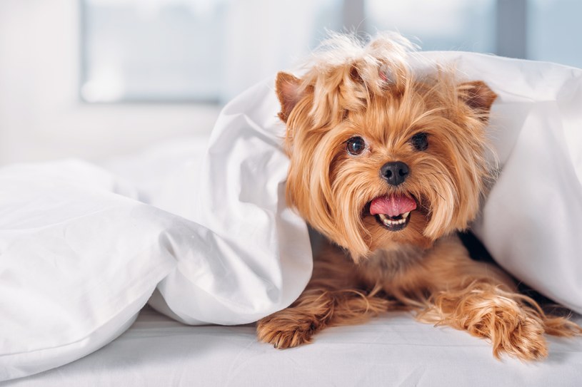 Mały pies, który dobrze odnajdzie się w mieszkaniu, to między innymi Yorkshire terrier. /123RF/PICSEL