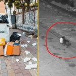 Mały pies wędrował z workiem śmieci w pysku. Nie pierwszy raz