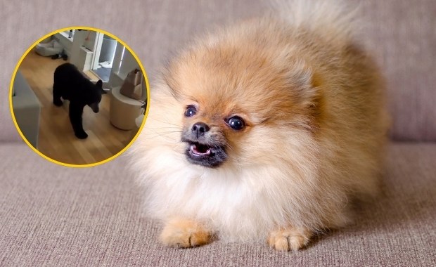 Mały piesek przegonił z domu niedźwiedzia. NAGRANIE