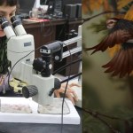 Mały ptak z Chin połknął aż 800 kamieni i zginął. To zupełnie nowy gatunek