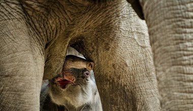 Mały słoń z kopenhaskiego zoo