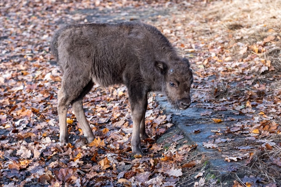 Mały żubr /Hanna Bardo /PAP