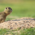 Mały zwierzak o wielkich oczach zniknął z Polski. Zniszczyło go rolnictwo