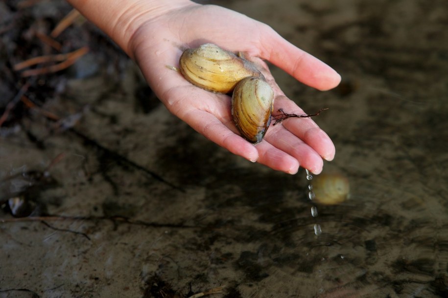 Małże w łódzkich wodociągach /Agnieszka  Wyderka /RMF FM