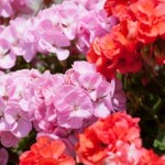 pelargonie poradnik Mam cały pogód pelargonii za darmo. Mało kto zna tę metodę