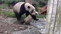 Mama-panda zaciągnęła małego miśka do kąpieli