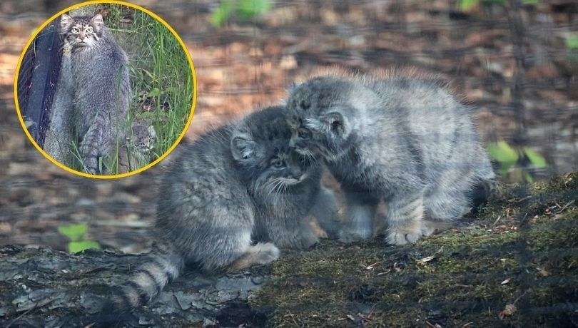 Mama Ula i jej małe manule /Gdański Ogród Zoologiczny /