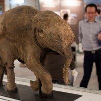 Mamucie dziecko "Liuba" wystawione na pokaz z Hong Kongu