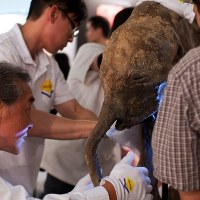 Mamucie dziecko "Liuba" wystawione na pokaz z Hong Kongu