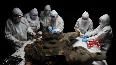 Mamucie dziecko z 'Ust Piekieł'. Naukowcy zajrzeli do żołądka