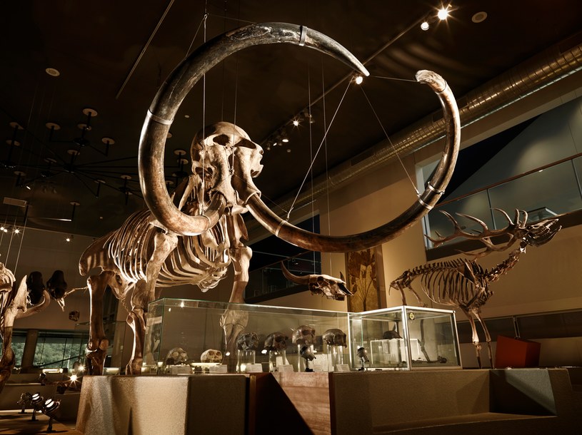 Mamut włochaty wyginął 10 tys.  lat temu.  Teraz trwają proby przywrócenia gatunku z powrotem do życia /123RF/PICSEL