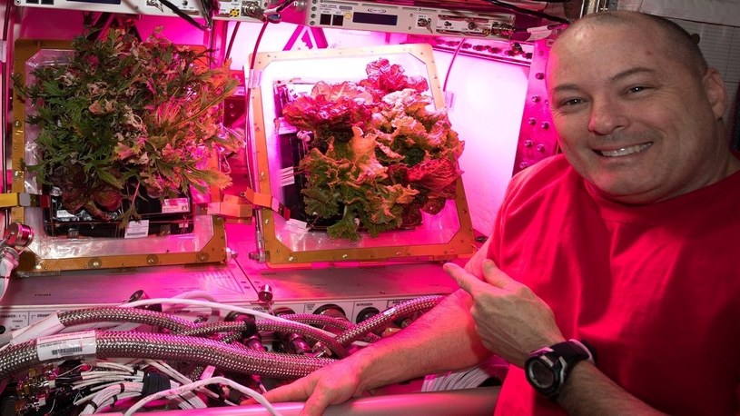 Mamy przełom w hodowaniu warzyw w kosmosie. Zielenina jest smaczna i odżywcza /Geekweek
