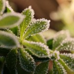 Mamy silny mróz, ale bez śniegu. To znak, że nadciągają kłopoty