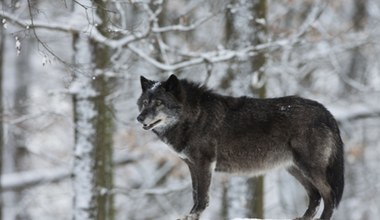 Mamy to na kamerach. W Polsce udało się udokumentować rzadkie zwierze