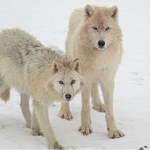 Mamy u siebie jedną z największych watah w Europie. Tu możesz ją podejrzeć