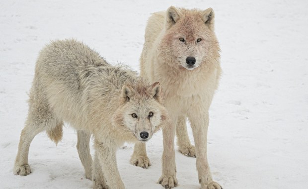 Mamy u siebie jedną z największych watah w Europie. Tu możesz ją podejrzeć