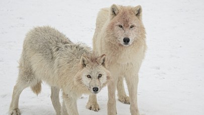 Mamy u siebie jedną z największych watah w Europie. Tu możesz ją podejrzeć