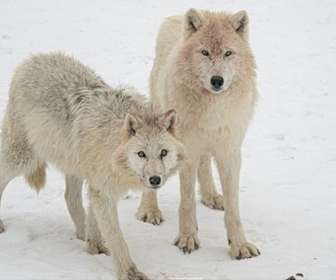 Mamy u siebie jedną z największych watah w Europie. Tu możesz ją podejrzeć
