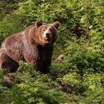 Man vs Bear: Kobiety wolą drapieżnika niż faceta. O co chodzi?