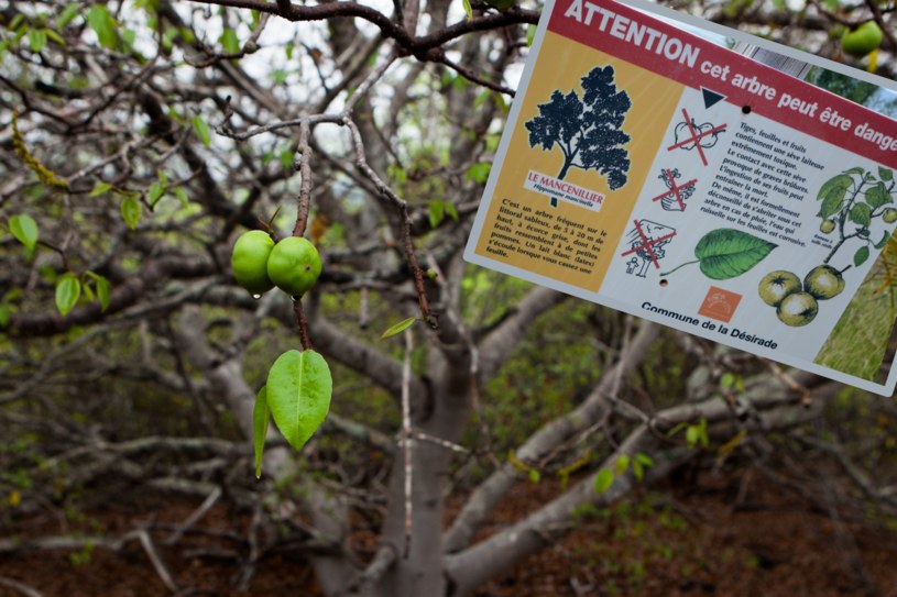 Manchineel (Hippomane mancinella) zostało wpisane do Księgi Rekordów Guinessa jako najniebezpieczniejsze drzewo na świecie. I nic dziwnego! /Getty Images/ East News /materiał zewnętrzny