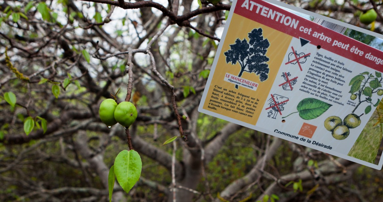 Manchineel (Hippomane mancinella) zostało wpisane do Księgi Rekordów Guinessa jako najniebezpieczniejsze drzewo na świecie. I nic dziwnego! /Getty Images/ East News /materiał zewnętrzny