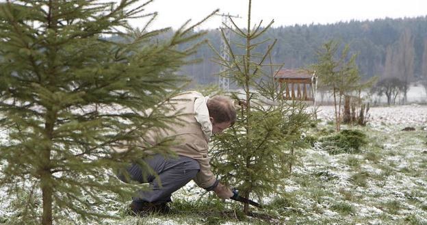 Mandat na kradzież jednego drzewka wynosi nawet 500 złotych /&copy;123RF/PICSEL
