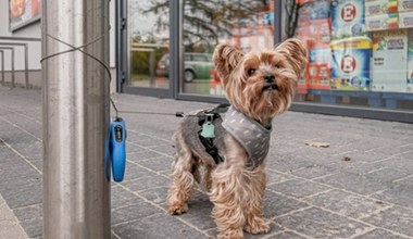 Mandat za pozostawienie psa pod sklepem. Zdziwisz się, za co go dostaniesz