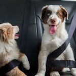 Mandat za przewożenie psa w samochodzie. Ile możesz zapłacić?
