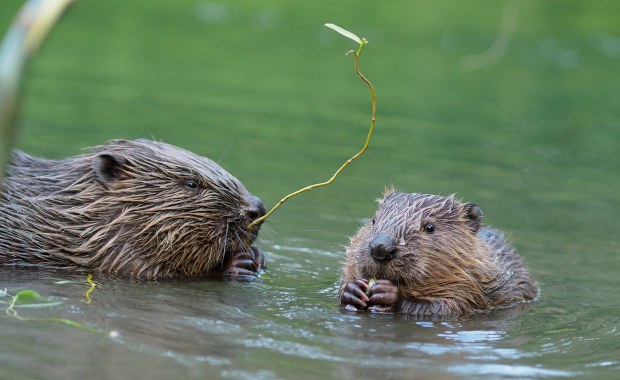 Mandat za zniszczenie tamy
