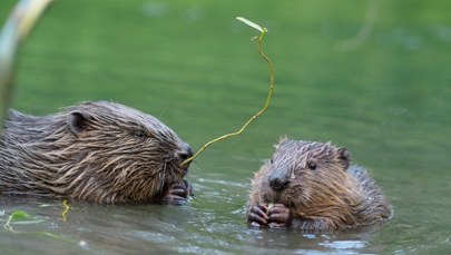 Mandat za zniszczenie tamy