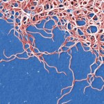 Mangan w walce z boreliozą. Nowe odkrycie może zmienić terapię groźnej choroby