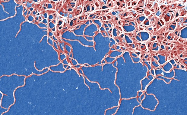 Mangan w walce z boreliozą. Nowe odkrycie może zmienić terapię groźnej choroby