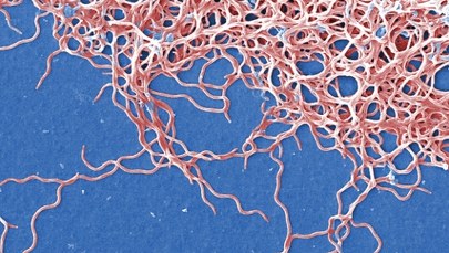 Mangan w walce z boreliozą. Nowe odkrycie może zmienić terapię groźnej choroby