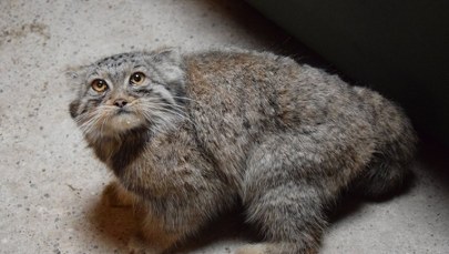 Manul Magellan wrócił do poznańskiego zoo. "Odsypia przygodę życia"