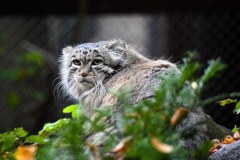 Manul z Zoo Poznań walczy o finał. Pomóżmy mu zwyciężyć