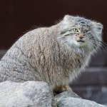 Manulka zniknęła z zoo w Poznaniu. "Mogła zostać wypuszczona celowo"