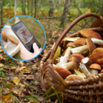 Mapa grzybów. Z tymi aplikacjami wrócisz z grzybobrania z pełnym koszem 