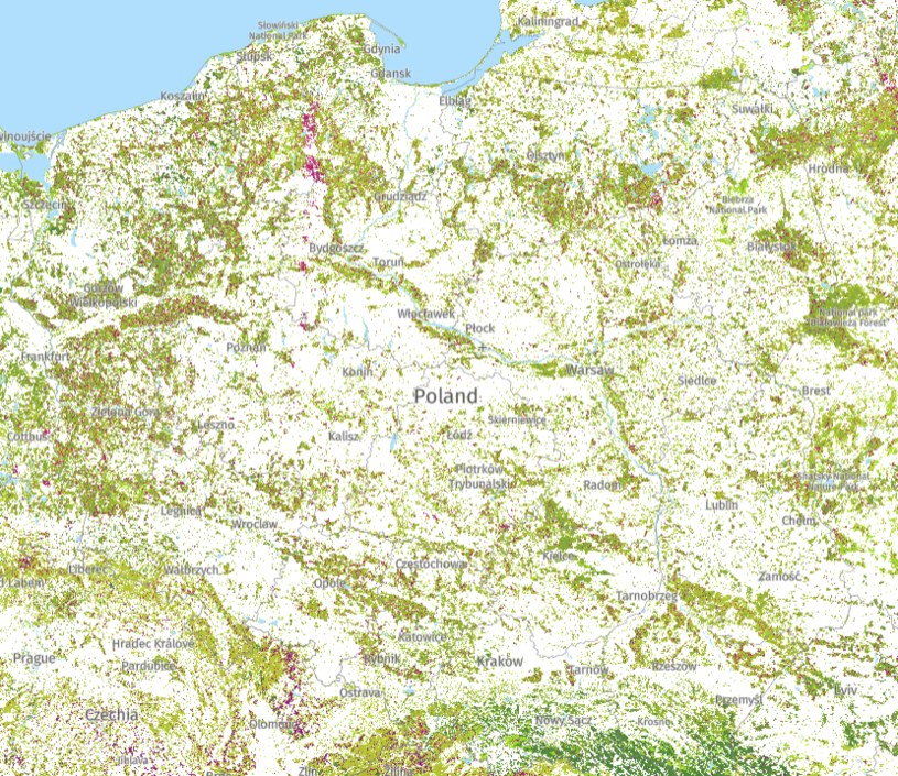 Mapa pochłaniania i emisji gazów cieplarnianych polskich lasów. /Global Forest Watch