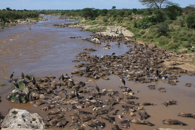 Marabuty żerują na antylopach padłych podczas przeprawy przez rzekę Mara /Amanda Subalusky /materiały prasowe