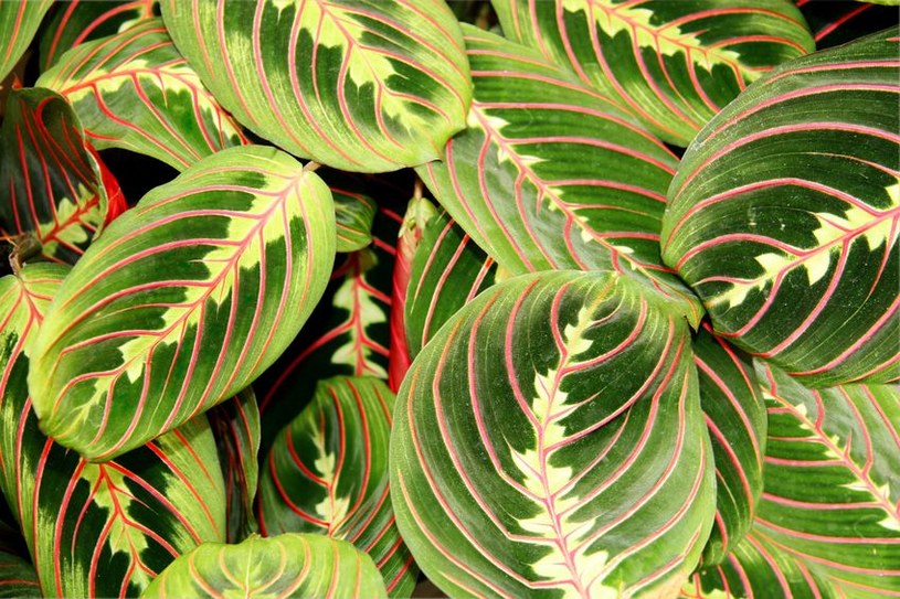Maranta /&copy;123RF/PICSEL
